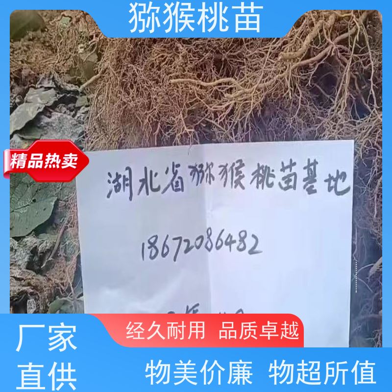春丰苗木欢迎采购嫁接猕猴桃苗猕 猴桃树苗子1米高、