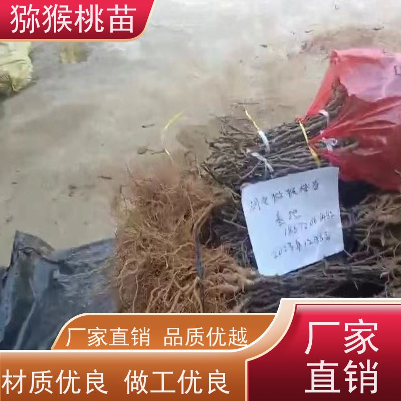  猕猴桃实生苗0.3元一棵 猕猴桃苗子好品种 欢迎采购