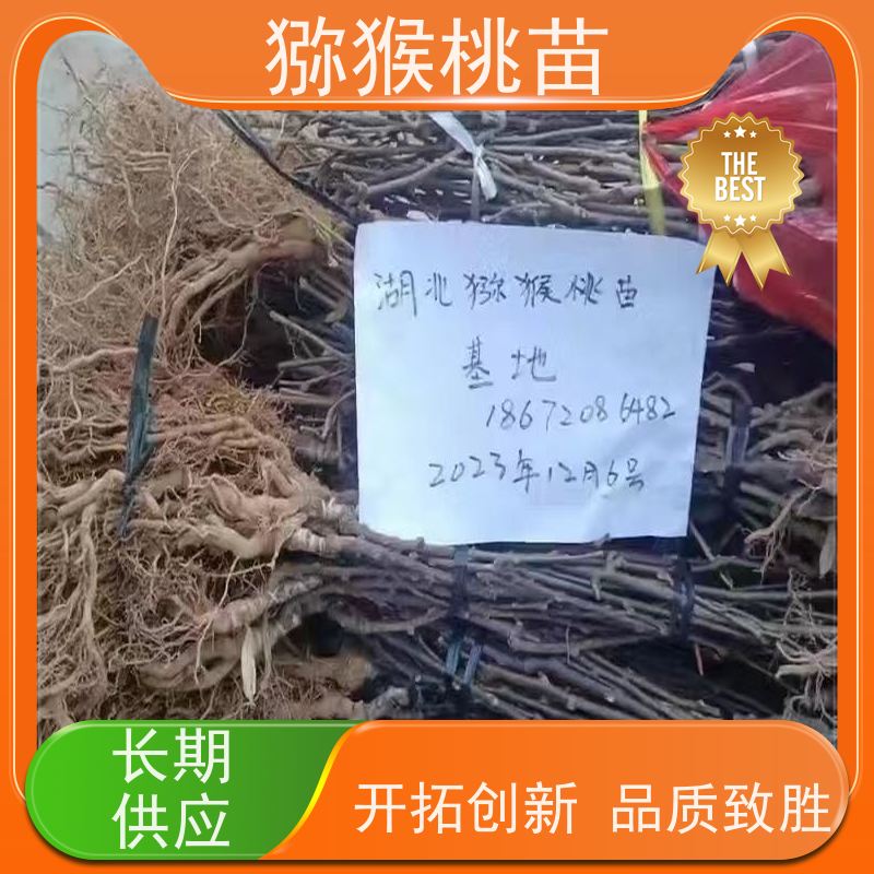 春丰苗木猕猴桃实生苗0.3元一棵欢迎采购天源红猕猴桃苗子