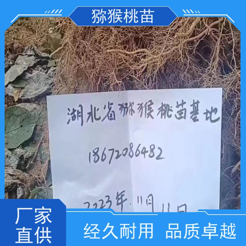 春丰苗木欢迎采购天源红猕猴桃苗猕 猴桃树苗子1米高、