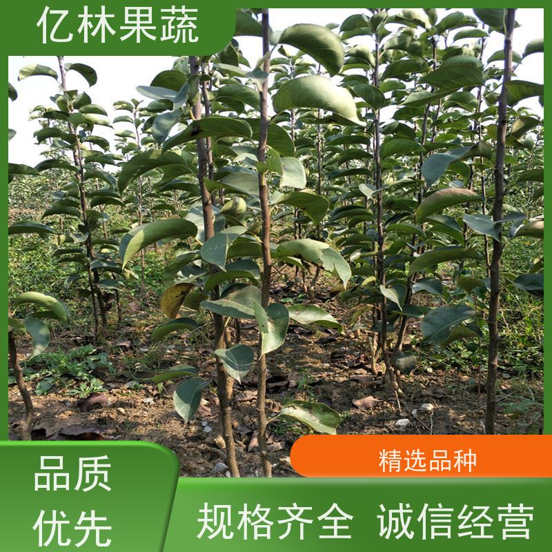 亿林苗木 桃树苗 三公分现挖现发 品种齐全 根系饱满成活率高