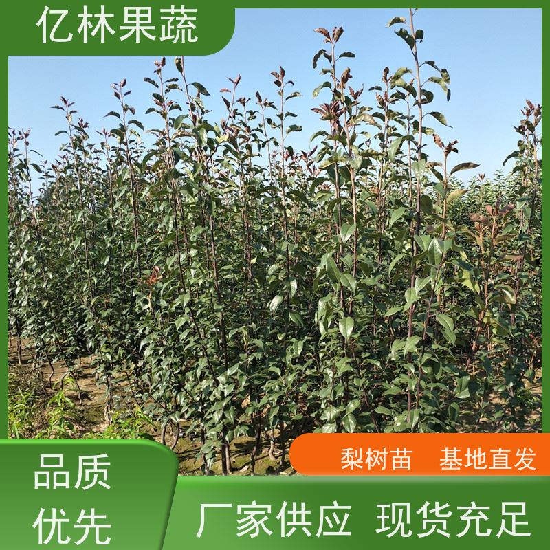 基地供应 红早酥梨树苗 根系饱满成活率高 黄尊蜜梨 口感香甜