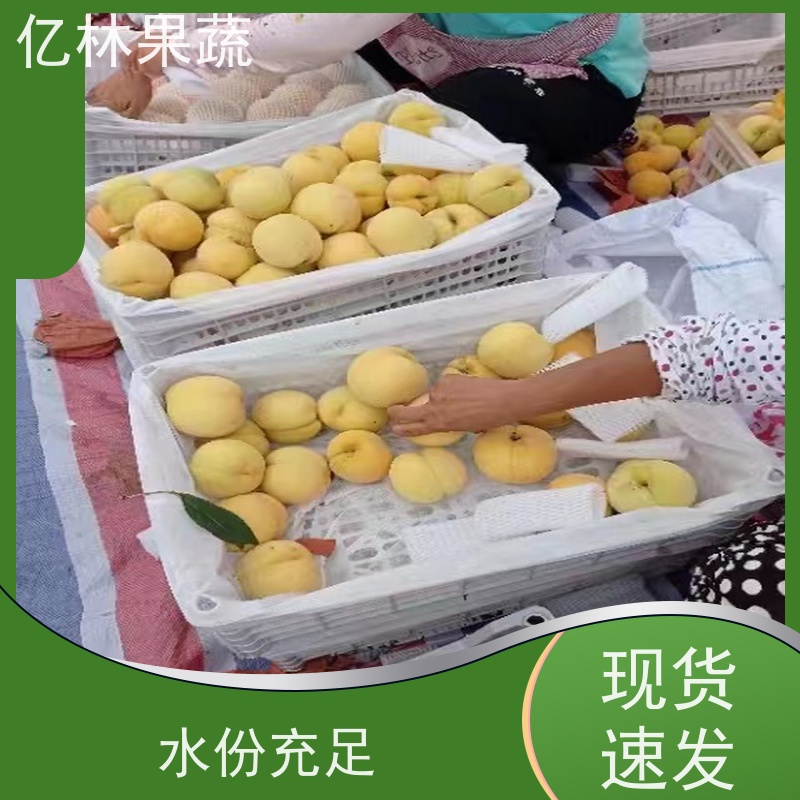 亿林苗木 园林嫁接桃苗 新品种挑苗 香甜可口 易栽培桃树苗