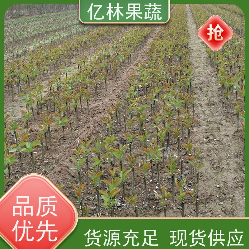 亿林苗木 黄桃苗 新品种挑苗 香甜可口 易栽培桃树苗