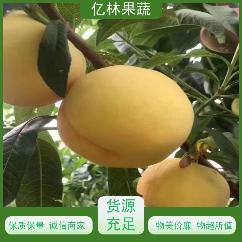 基地供应 果实饱满味道好 早酥红梨苗 特产果树梨幼苗
