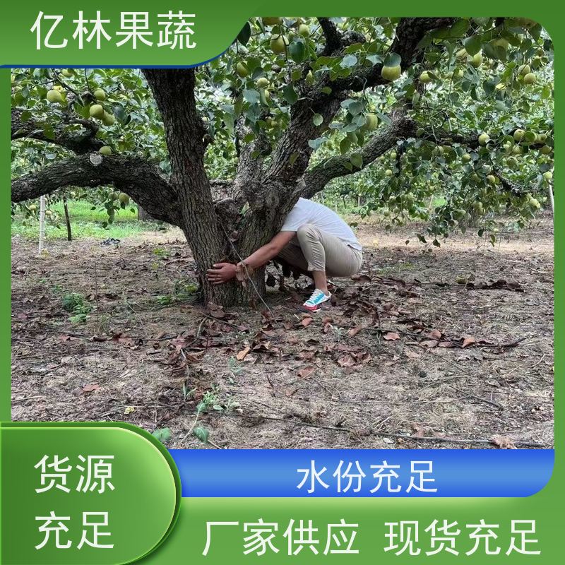 基地供应 根系饱满成活率高 特产果树梨幼苗 红巴梨树苗