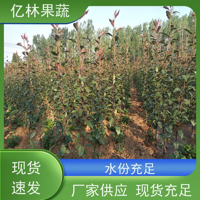 基地供应 黄桃苗 园林绿化果树苗 抗寒能力强 根系饱满成活率高