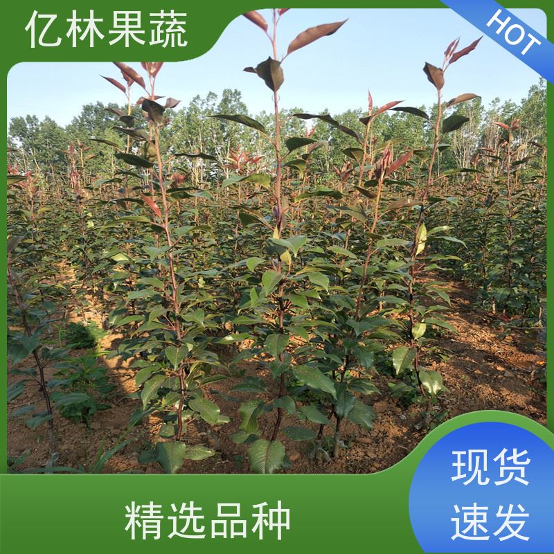 亿林苗木 黄桃苗 嫁接技术指导 抗寒能力强 基地直发