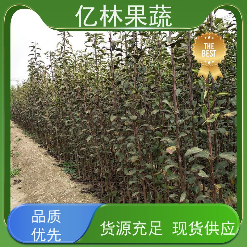 亿林苗木 黄桃苗 新品种挑苗 香甜可口 根系饱满成活率高
