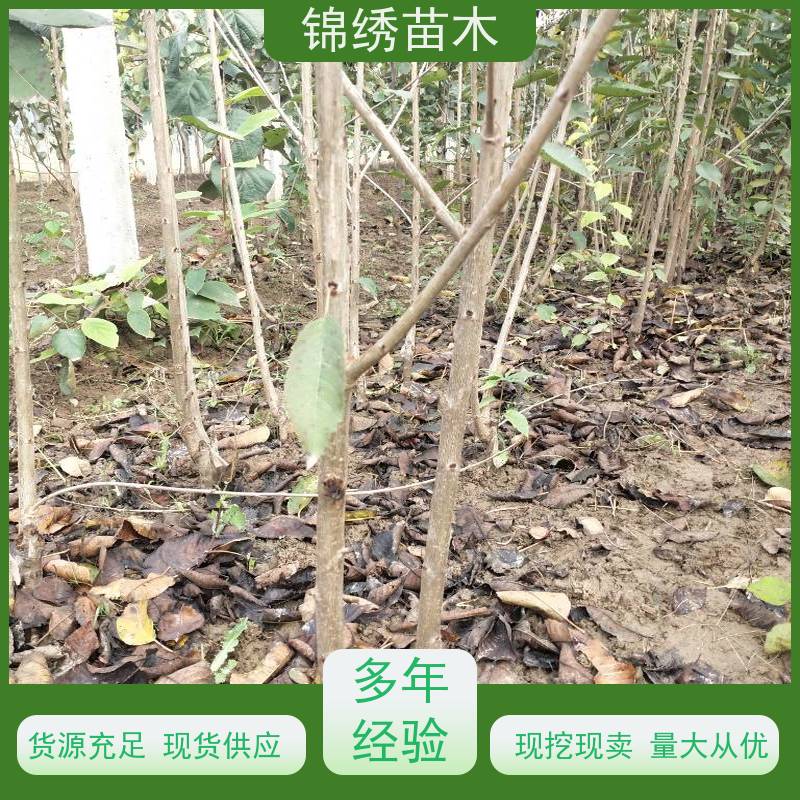 产地供应 樱桃苗 1-8公分樱桃树苗 适应性强 品质脆甜 品种纯正成活高