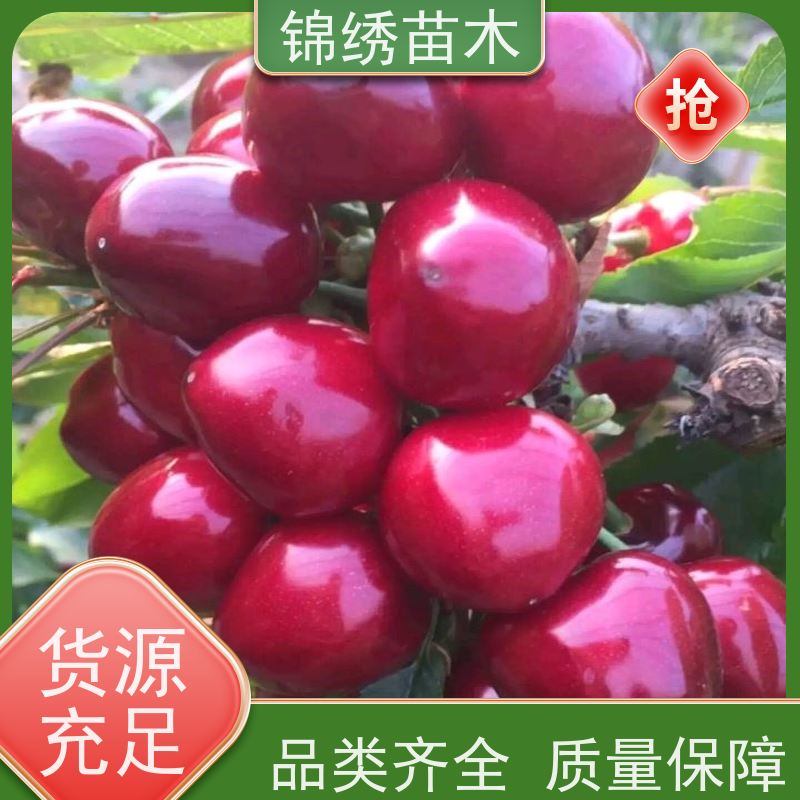 齐早 鲁樱3号 弗里斯克 塔玛拉樱桃苗 商品果高 果子脆甜 嫁接移栽树苗