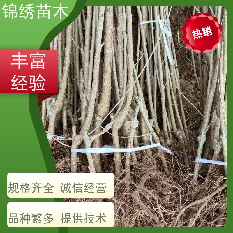 大青叶 马哈利 吉塞拉嫁接樱桃树苗 组培自根砧樱桃苗 选品种因地制宜