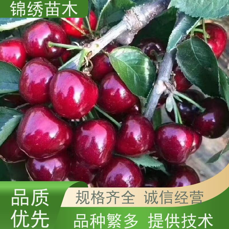 矮化樱桃苗 1-6年苗 嫁接美早 大樱桃树苗种植 1-8公分瑞德 德樱基地