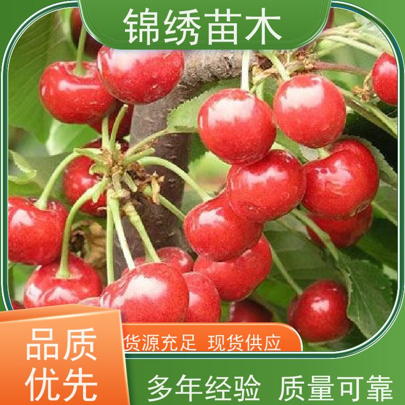嫁接齐早樱桃树苗 弗里斯克矮化樱桃苗 种苗栽植易丰产 可南北方种植