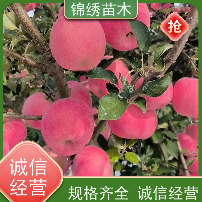 新品种瑞雪苹果树苗 众诚三号 矮化秦脆爱妃苹果苗 皮薄肉脆 商品果高