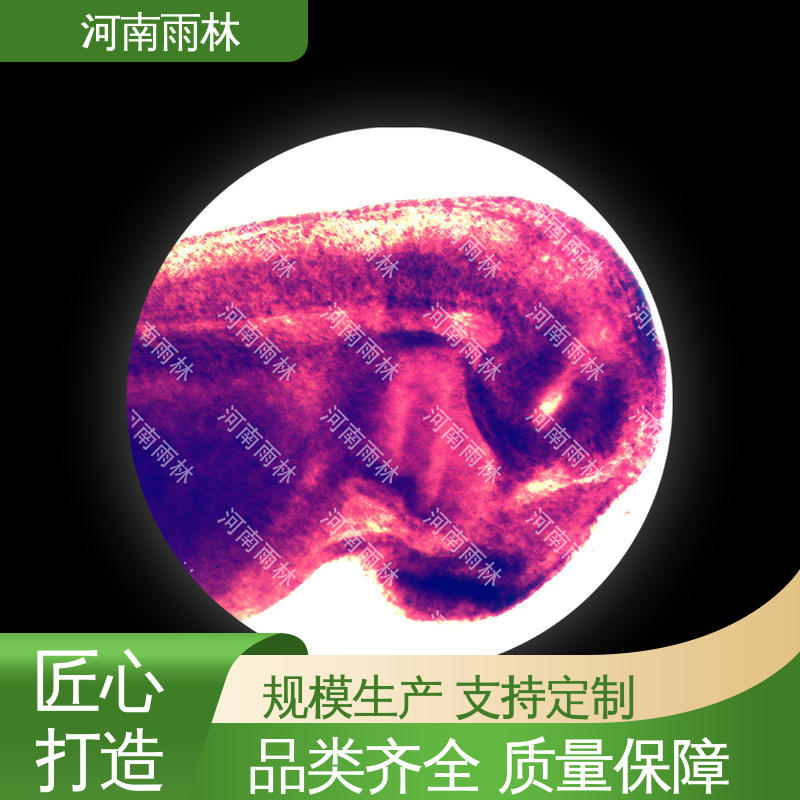 教学标本 质量保障 厂家销售 售后无忧 雨林教育