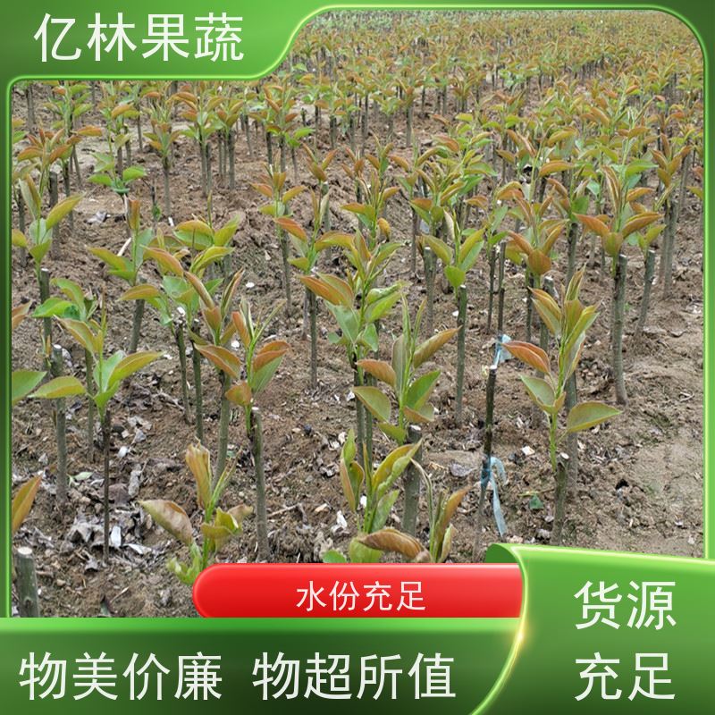 基地供应 丰水梨树苗 根系饱满成活率高 新农酥梨 现挖现发