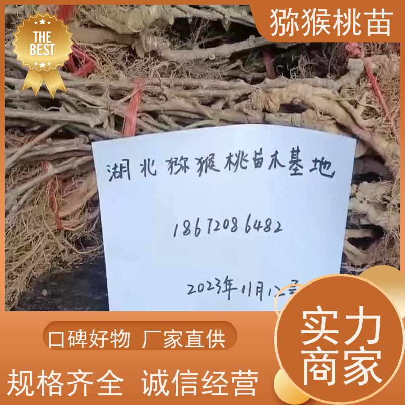 春丰苗木猕猴桃实生苗0.3元一棵欢迎采购秦香猕猴桃苗