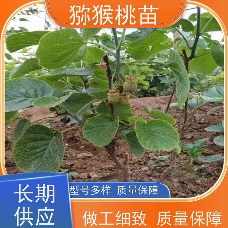 春丰苗木欢迎采购好猕猴桃苗品种猕 猴桃树苗子1米高、