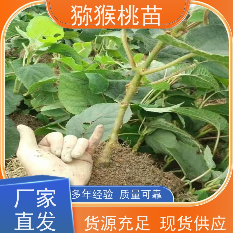 春丰苗木欢迎采购盆栽猕猴桃苗猕 猴桃树苗子1米高、