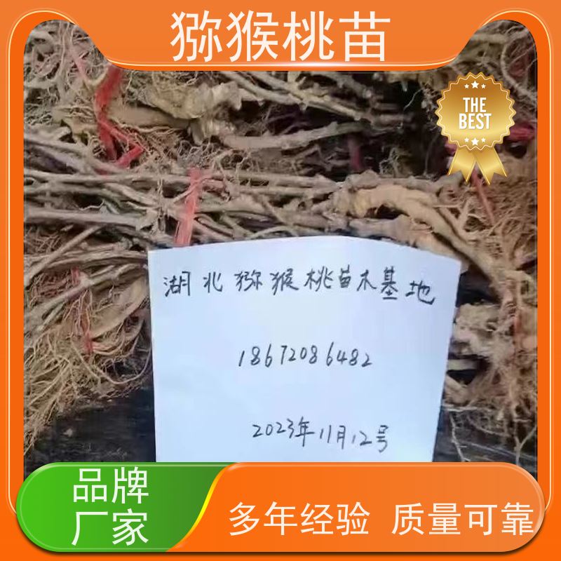 春丰苗木欢迎采购新猕猴桃苗品种 猕猴桃实生苗0.3元