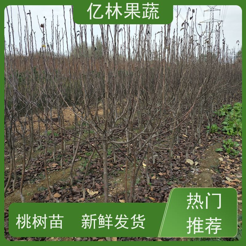 亿林苗木 黄冠梨树苗 基地直发 新农酥梨 现挖现发