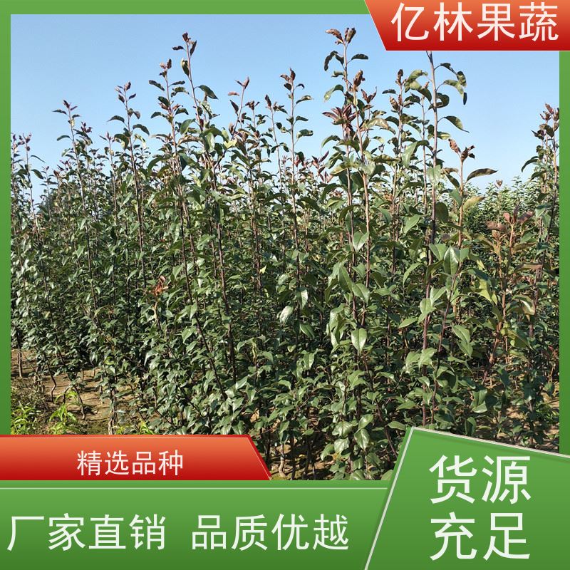 基地供应 油桃苗 嫁接技术指导 抗寒能力强 根系饱满成活率高
