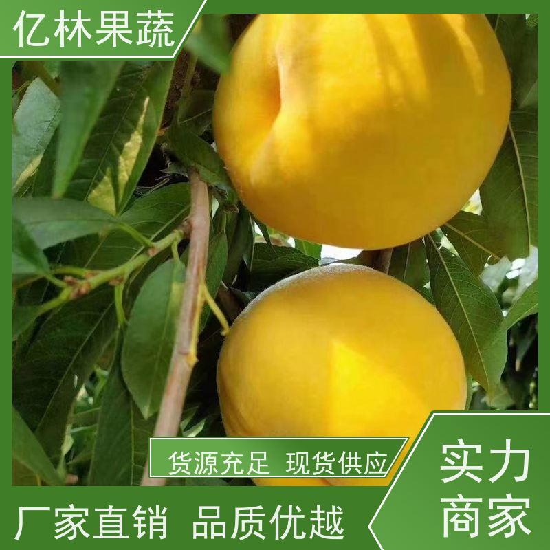亿林苗木 中梨系列梨树苗 根系饱满成活率高 晚熟品种梨 口感脆甜