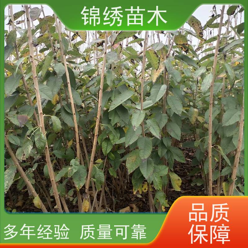 大樱桃苗布鲁克斯 俄罗斯8号 齐早樱桃树苗栽植前景 地径1-5公分种苗