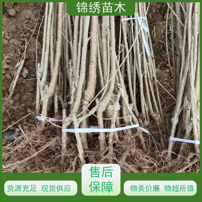 车厘子樱桃苗 1-5公分矮化吉塞拉 科迪亚品种正宗 樱桃树苗基地现挖