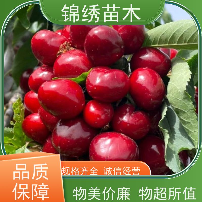 鲁樱3号 皇家黒兹尔 塔玛拉 吉塞拉矮化樱桃苗 枝叶茂盛 口感甜果实红