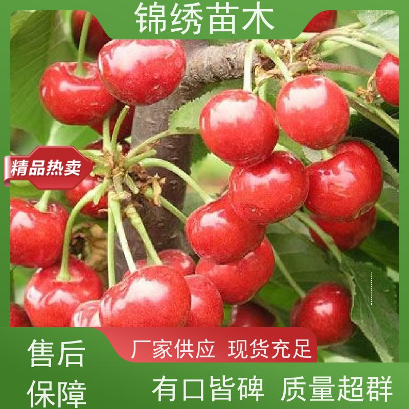 果肉硬脆1-6公分樱桃苗 矮化自根砧新品种 耐运输 樱桃树苗基地现挖
