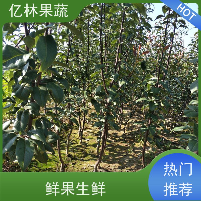亿林苗木 红巴梨树苗 根系饱满成活率高 嫁接技术指导 抗寒能力强