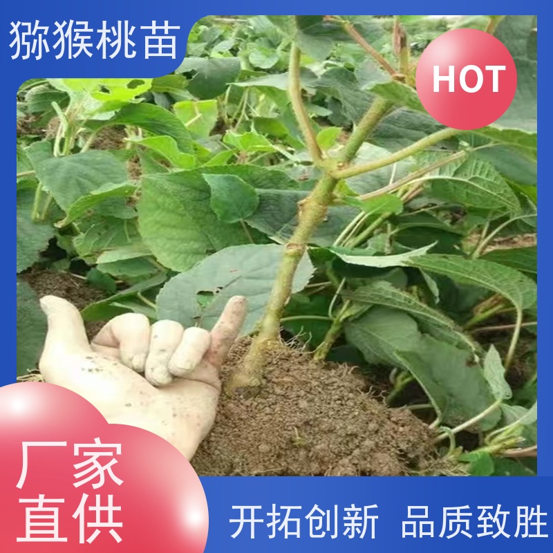 春丰苗木欢迎采购华优猕猴桃苗子猕 猴桃树苗子1米高、