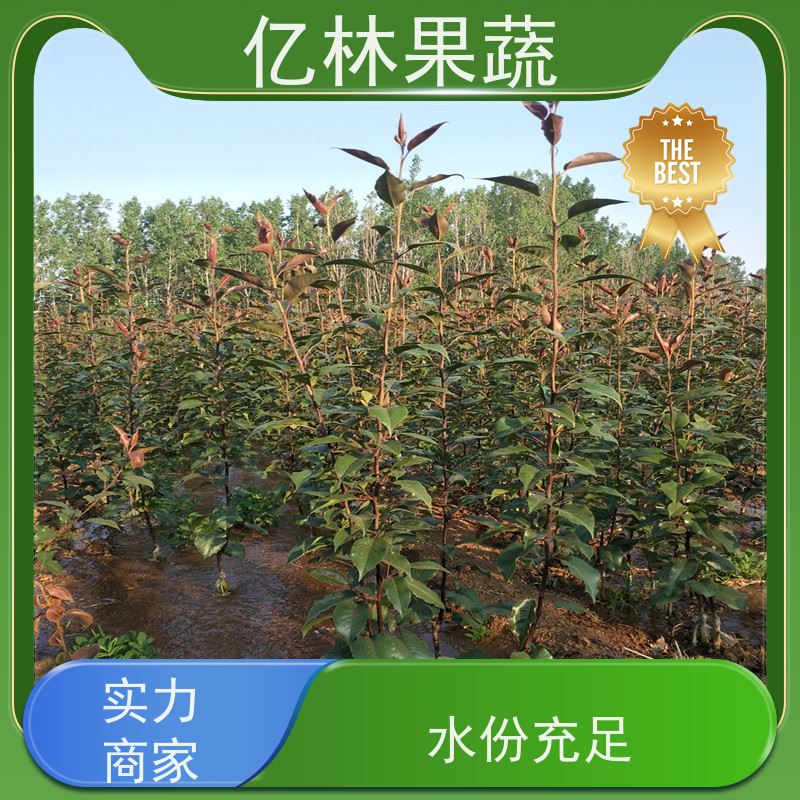 亿林苗木 中华玉梨树苗 基地直发 新农酥梨 现挖现发
