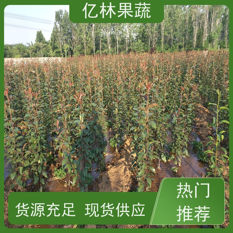 亿林苗木 晚熟桃树苗 嫁接技术指导 抗寒能力强 成活率高