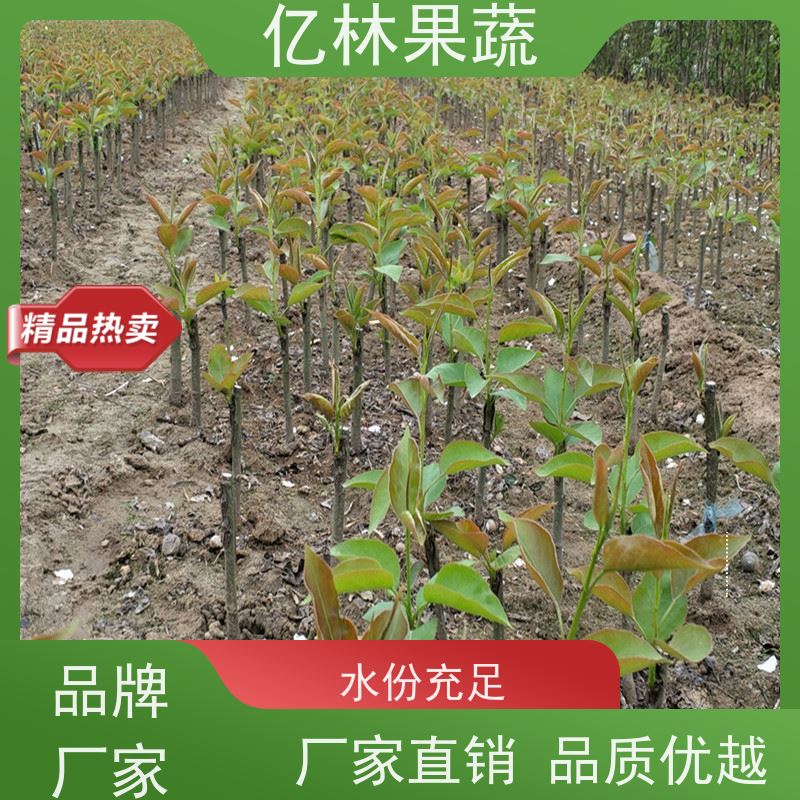 亿林苗木 晚熟桃树苗 三公分现挖现发 品种齐全 基地直发