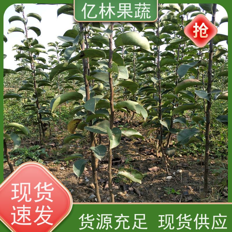 亿林苗木 桃树苗 新品种挑苗 香甜可口 成活率高