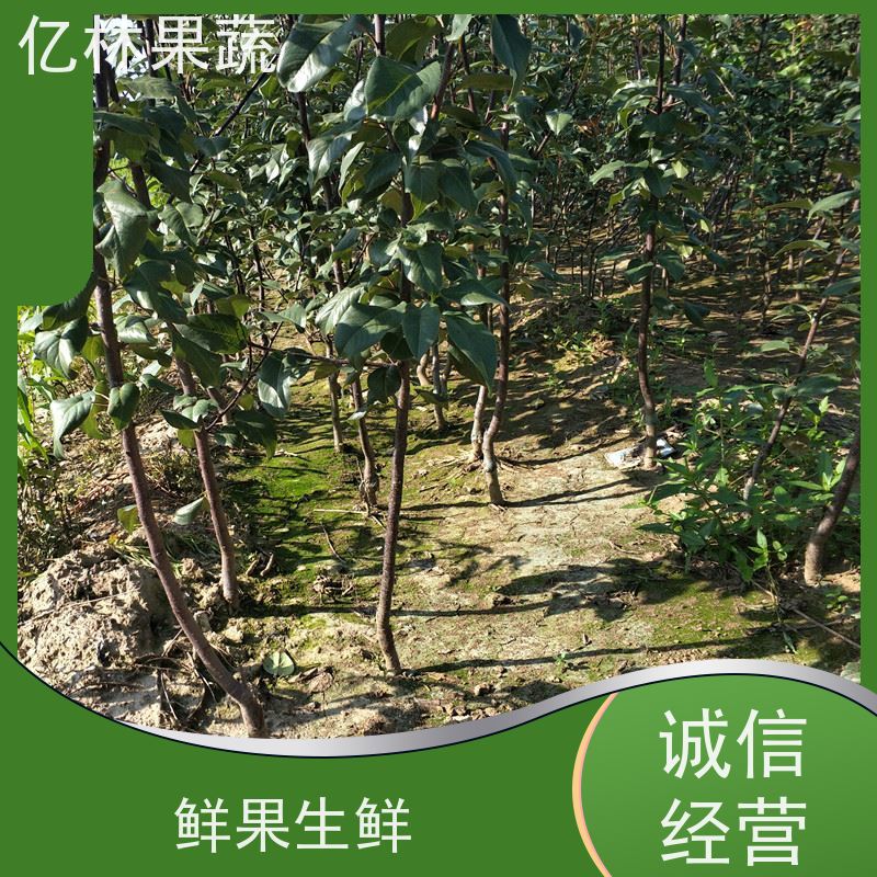 基地供应 根系饱满成活率高 新农酥梨 现挖现发 红巴梨树苗