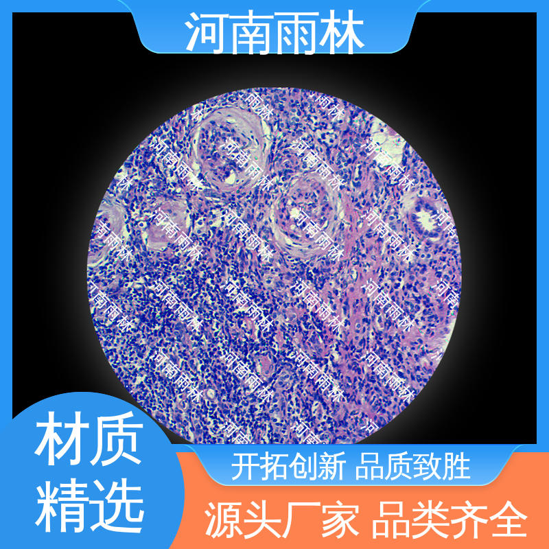 细胞清晰 植物切片 专业 可后期加工 雨林教育工程