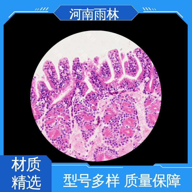 雨林教育工程 个性化定做 细胞清晰 可提供材料 植物切片
