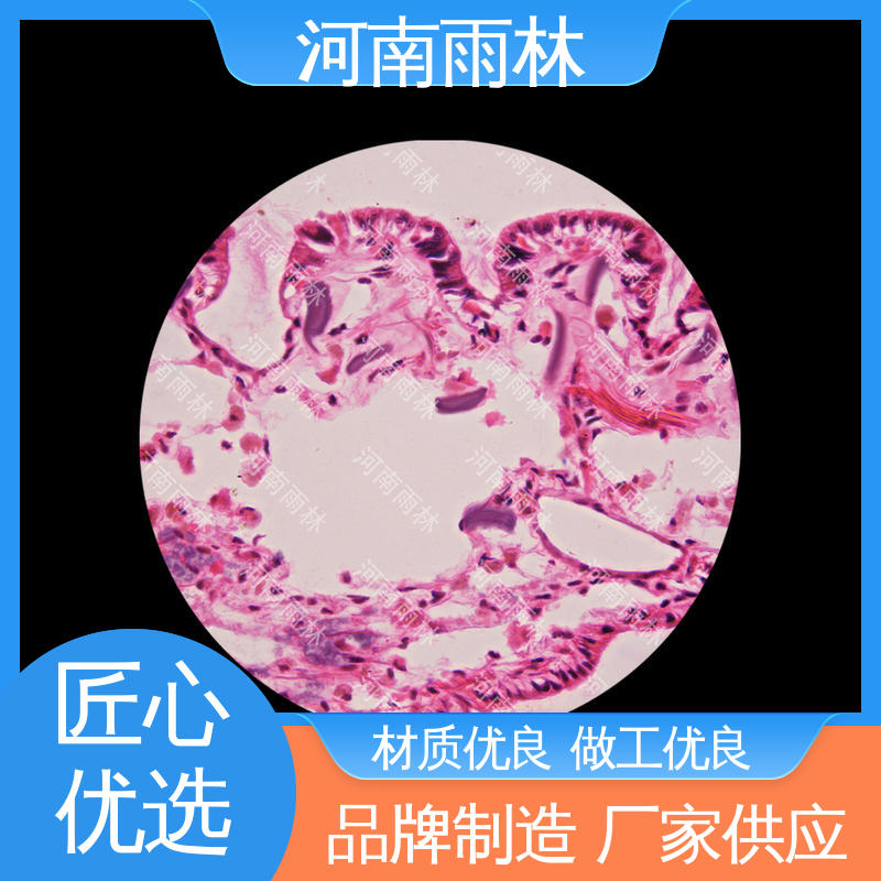 实验标本 个性化定做 可后期加工 质量保障 雨林教育