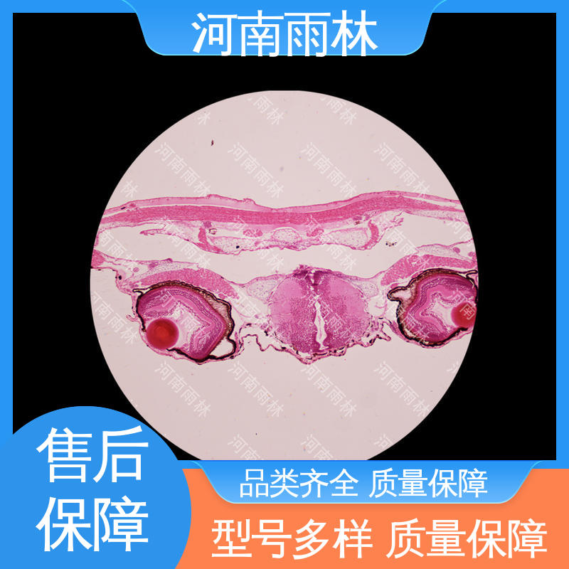 品质优良 售后无忧 厂家销售 病害标本 雨林教育 一对一定制
