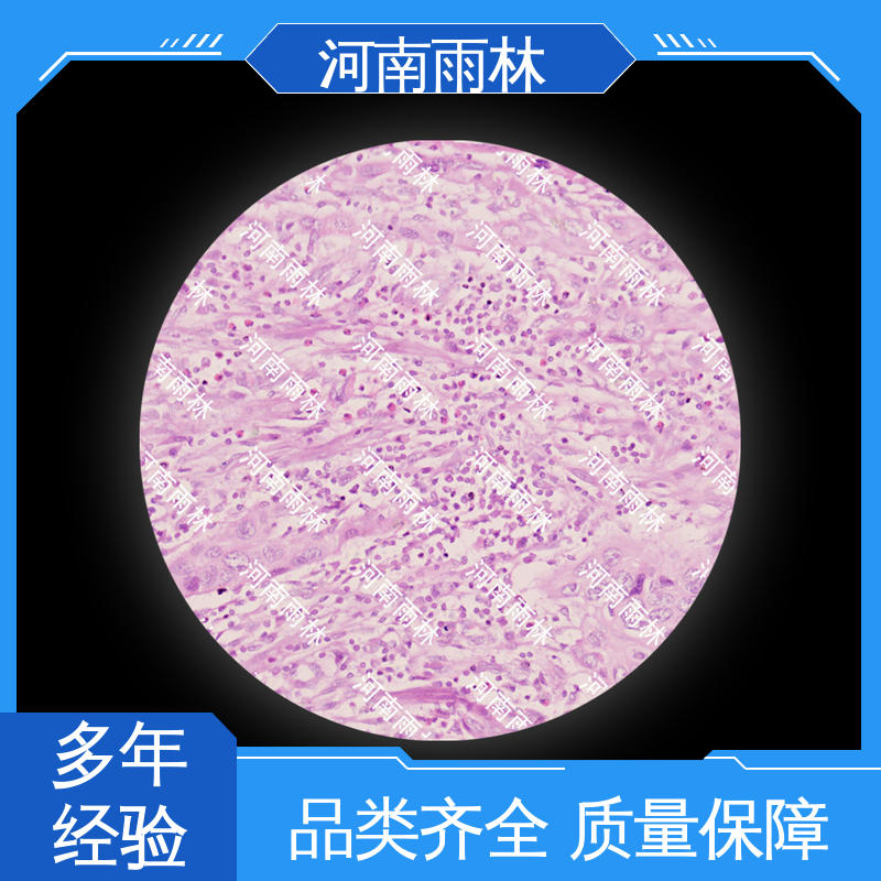 雨林 可后期加工 颜色鲜亮 显微标本 个性化定做