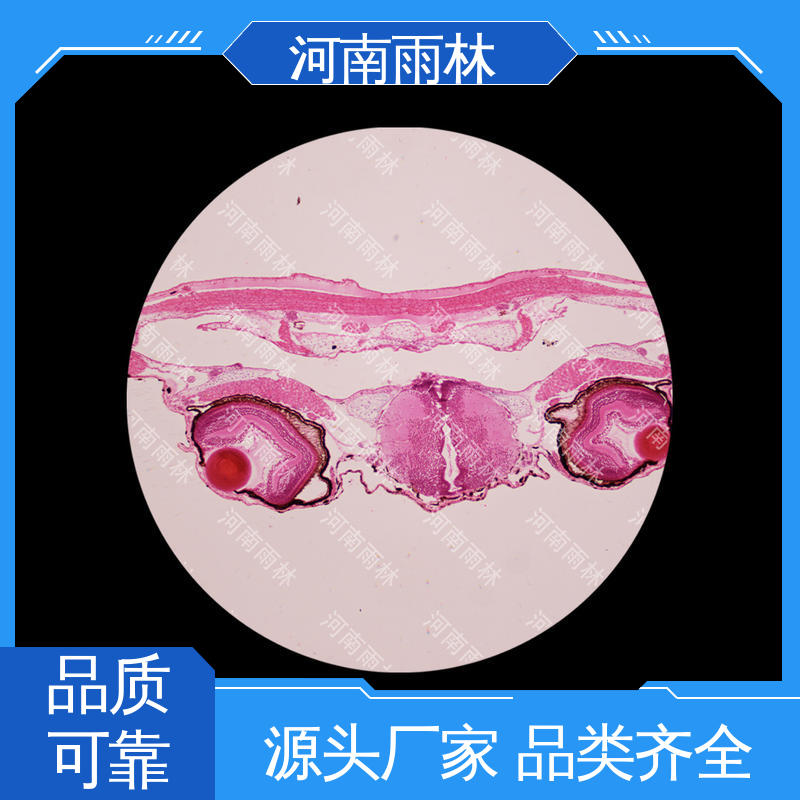 雨林教育工程 品质优良 可定制 实验切片 厂家销售