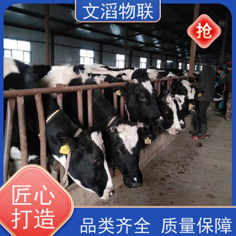 文滔物联 畜牧B超 GPS定位发情监测计步器 厂家 