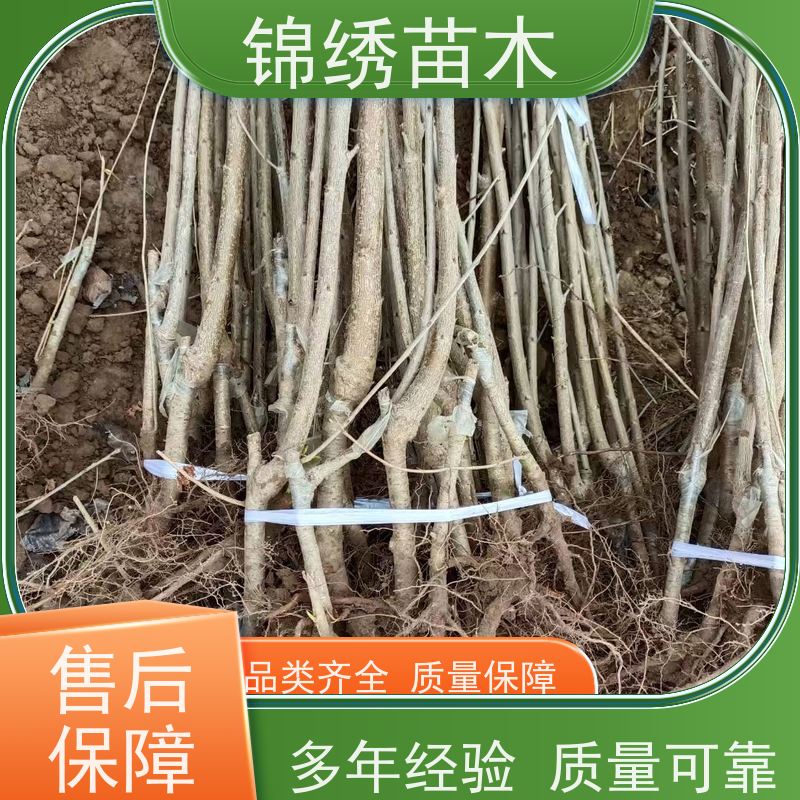 矮化自根砧德樱 弗里斯克 1-5大樱桃苗 吉6-12根系 果实硬度大耐运输
