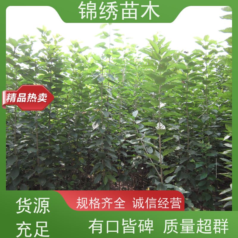 弗里斯克 黑珍珠大樱桃苗 乔化矮化自根砧 嫁接樱桃树苗 地径1-10cm