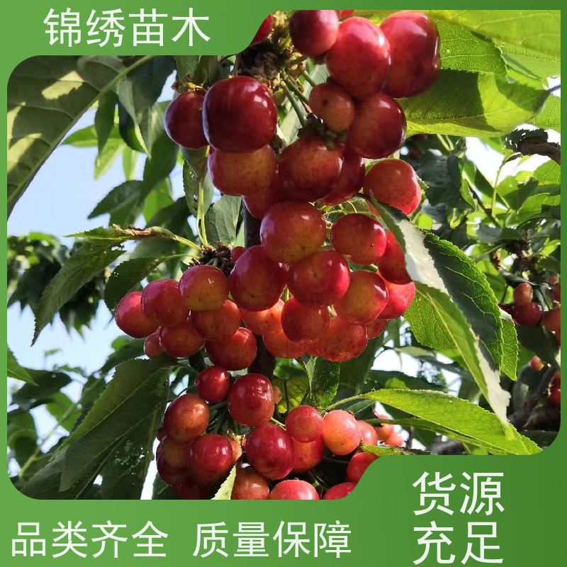 樱桃树苗批发 科迪亚 瑞德樱桃苗 丰产期长 口感好 果实肥厚 甜香味浓