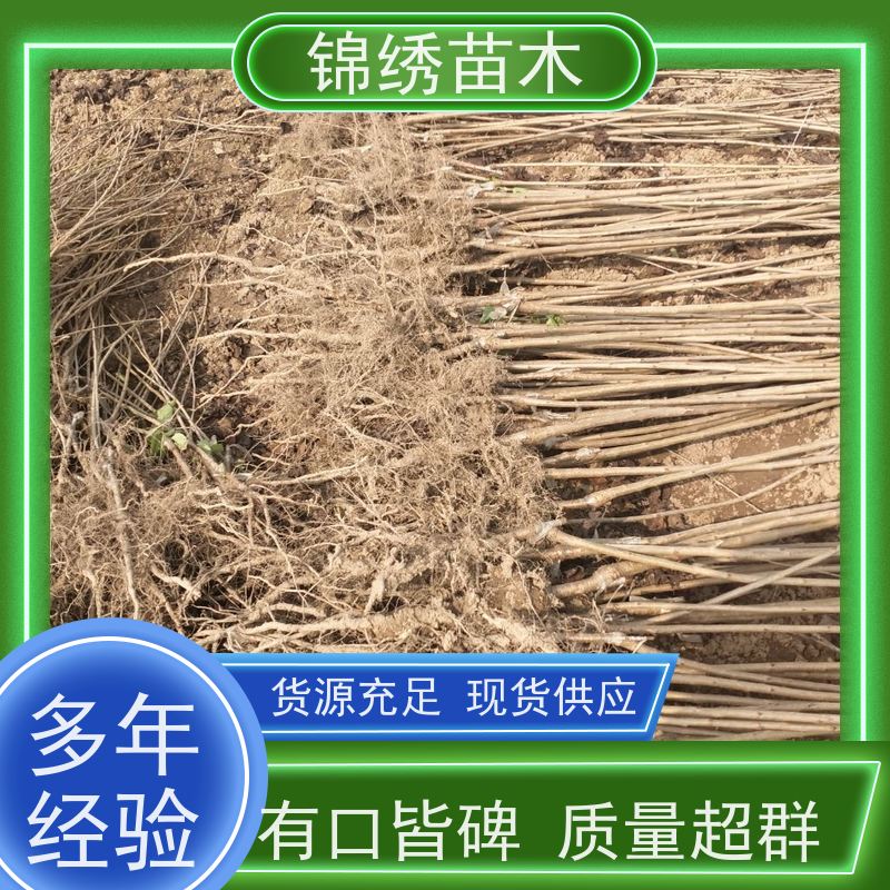 美早 俄八樱桃苗 弗里斯克 齐早矮化樱桃树苗 组培自根砧 基地自产自销